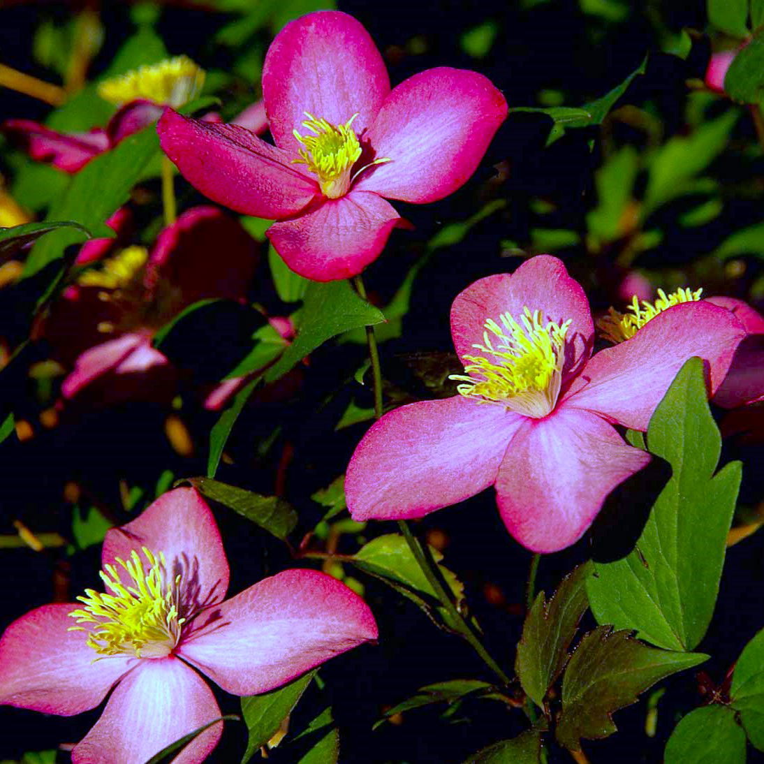 Bjerg-Skovranke Freda