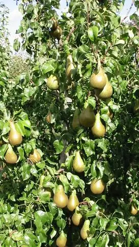 Søjlepære &#39;Conference Spuur&#39; - Potte, A-kvalitet K.V-C Søjletræ 100 cm.