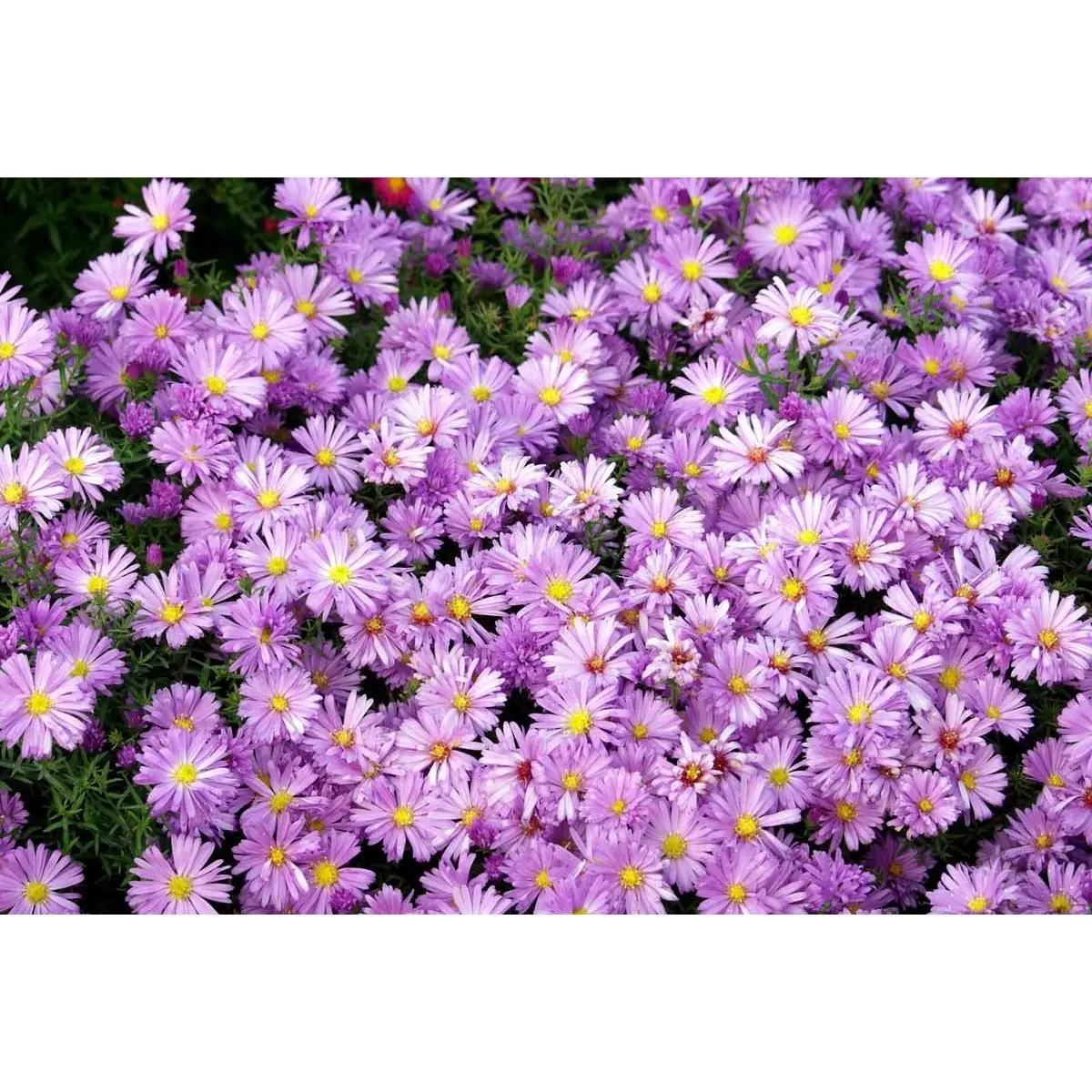 Asters 'Jungfrau' - Potte 0,8 Liter