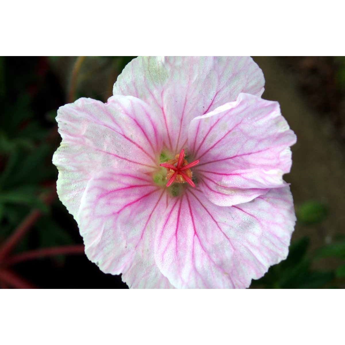 Blodrød Storkenæb &apos;Striatum&apos;