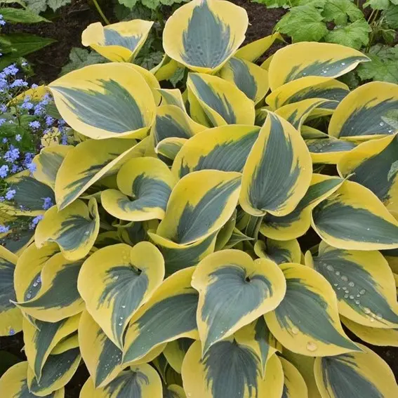 Hosta 'Autumn Frost' - Potte 1 liter