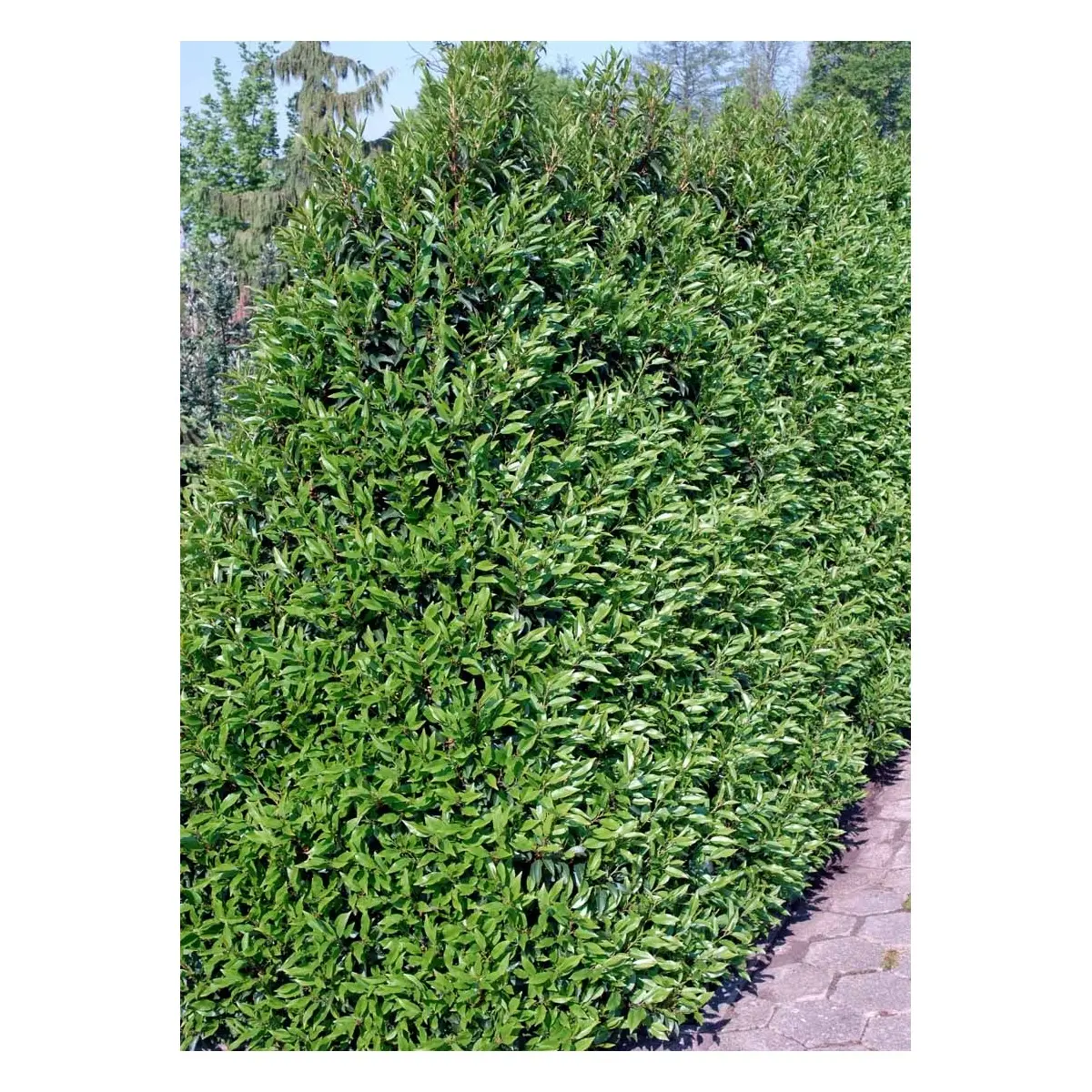 Portugisisk kirsebærlaurbær