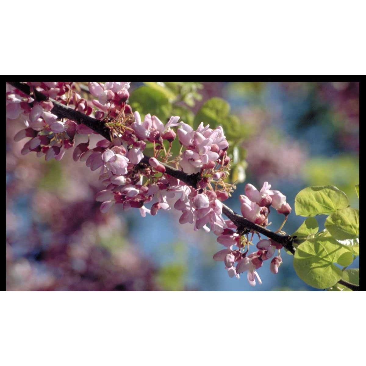 Almindelig judastræ