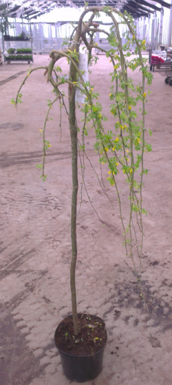 Caragana arborescens Pendula, Hænge-Ærtetræ, Blad / Nåle: Aflange Blad / Nåle farve: Grønne Blomster str.: Små Blomsterfarve: Gule Blomstringstid 1: Maj Bredde: 2 - 3 meter Frugt str.: Små Frugter: Bælge Gødning: Mellem Højde: 4 - 6 meter Hårdførhed: Fuld