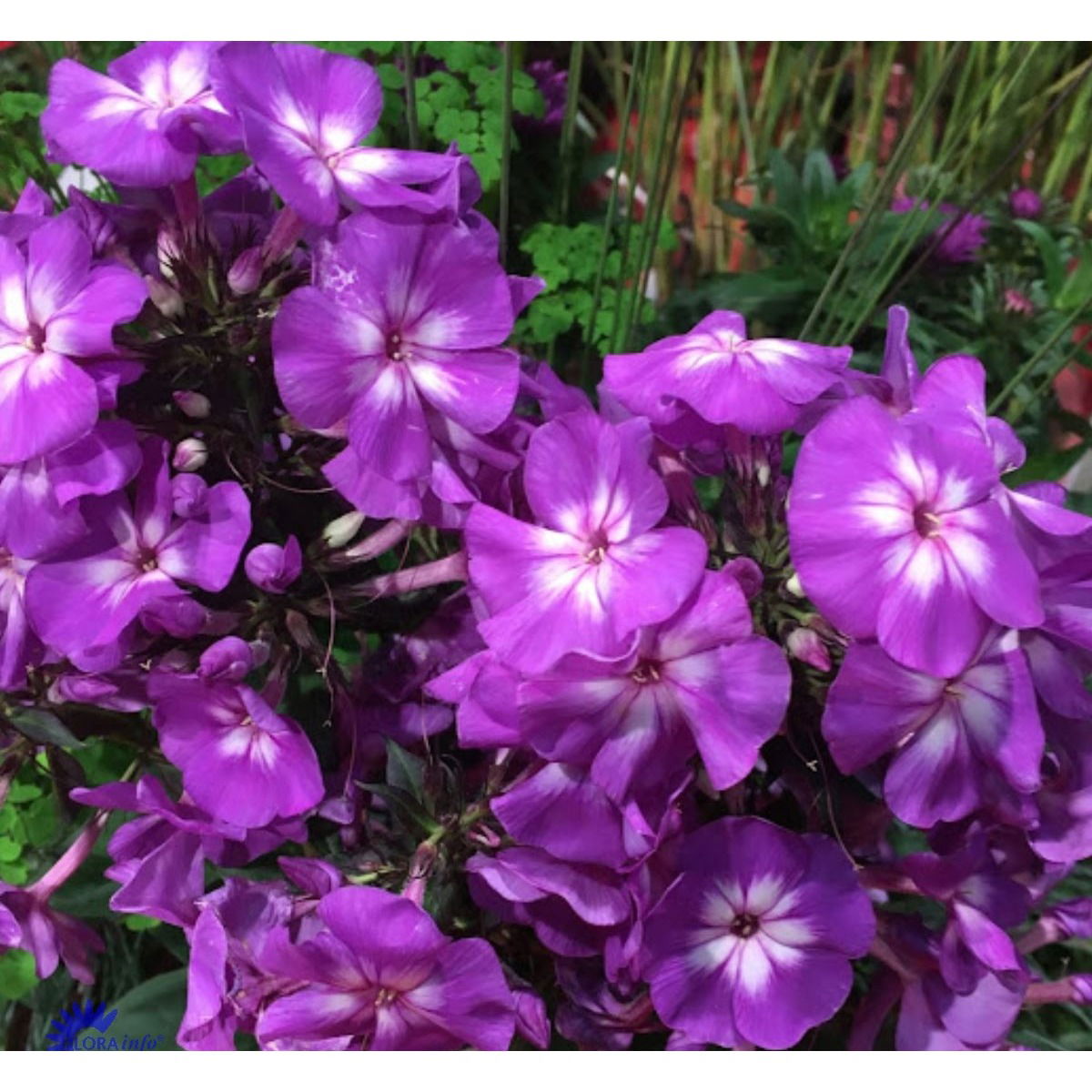 Høstfloks 'Adessa Special Purple Star' - Potte 1 liter