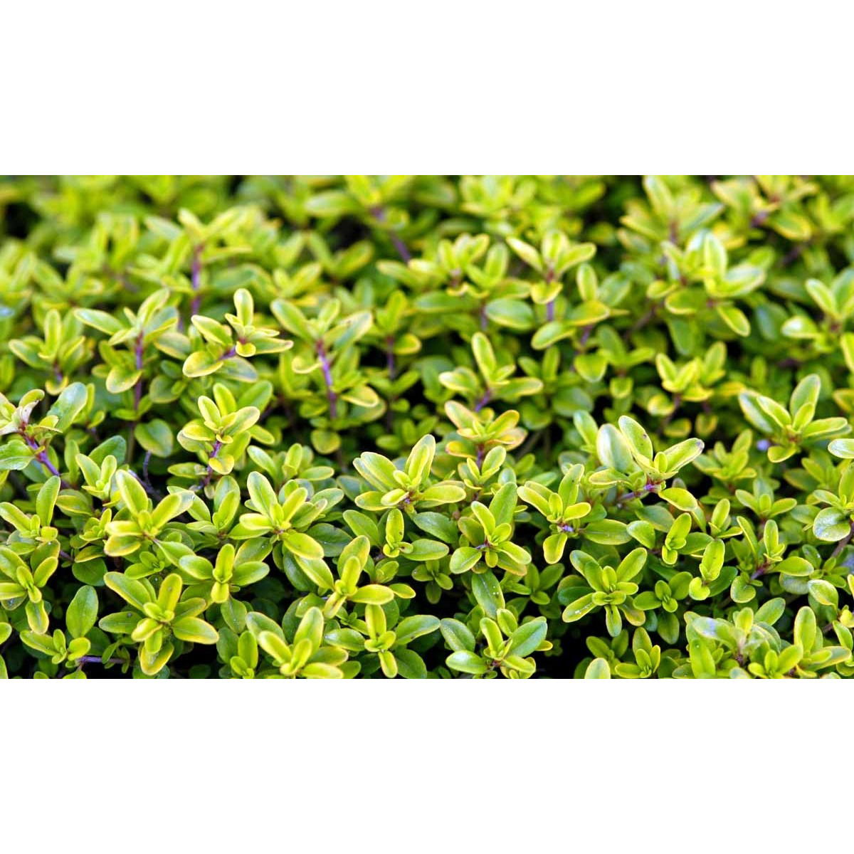 Citrontimian &apos;Golden Dwarf&apos;