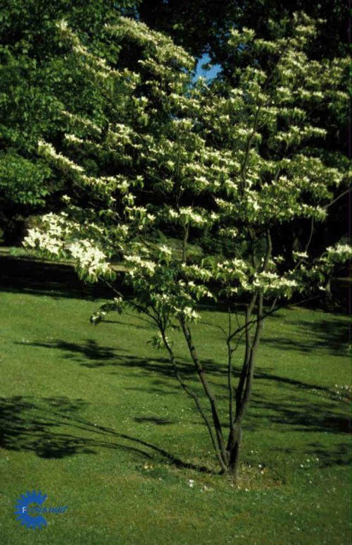Cornus kousa, Japansk Kornel, Blad / Nåle: Ægformede Blad / Nåle farve: Grønne Blomster str.: 10 - 12 cm Blomsterfarve: Cremehvide Blomstringstid 1: Maj - Juni Bredde: 2 - 3 meter Efterårsløv: Bronzefarvet Gødning: Mellem Højde: 4 - 6 meter Hårdførhed: Mi