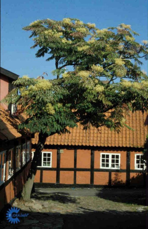 Aralia elata, Fandens Spadserestok, Løvfældende busk eller småtræ 2 - 3 m høj Tykke, næsten uforgrenede stammer og meget store blade Yngste grene er tornede - ældre grene glatte Hvidbrogede blade Store gullighvide blomsterstande fra august - september Sor