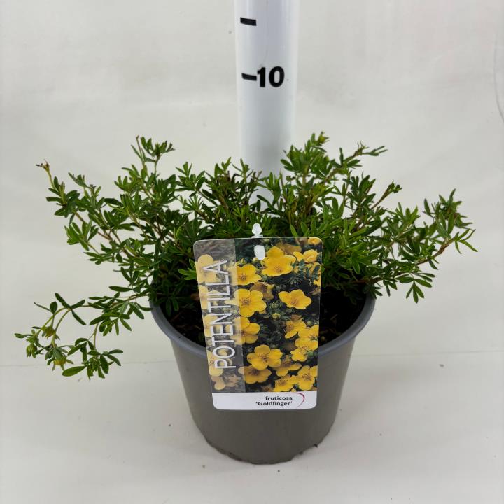 Potentilla 'Goldfinger' - Potte 3,0 liter