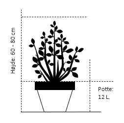 Østrigsk Fyr 'Oregon Green'