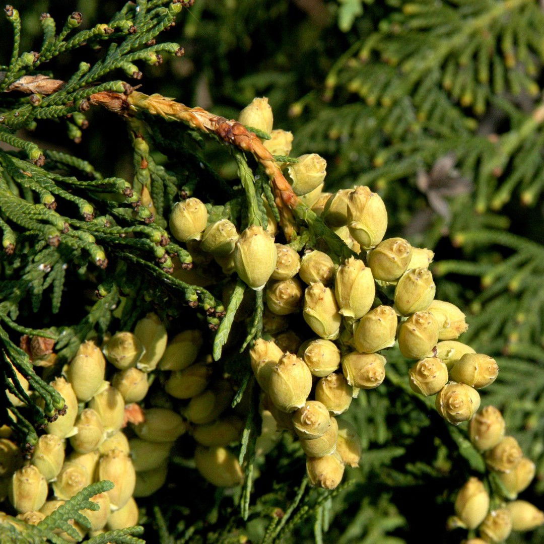 Almindelig Thuja Hæk