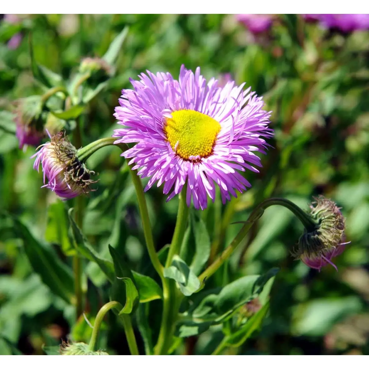 Bakkestjerne 'Rosa Juwel' - Potte 1 liter