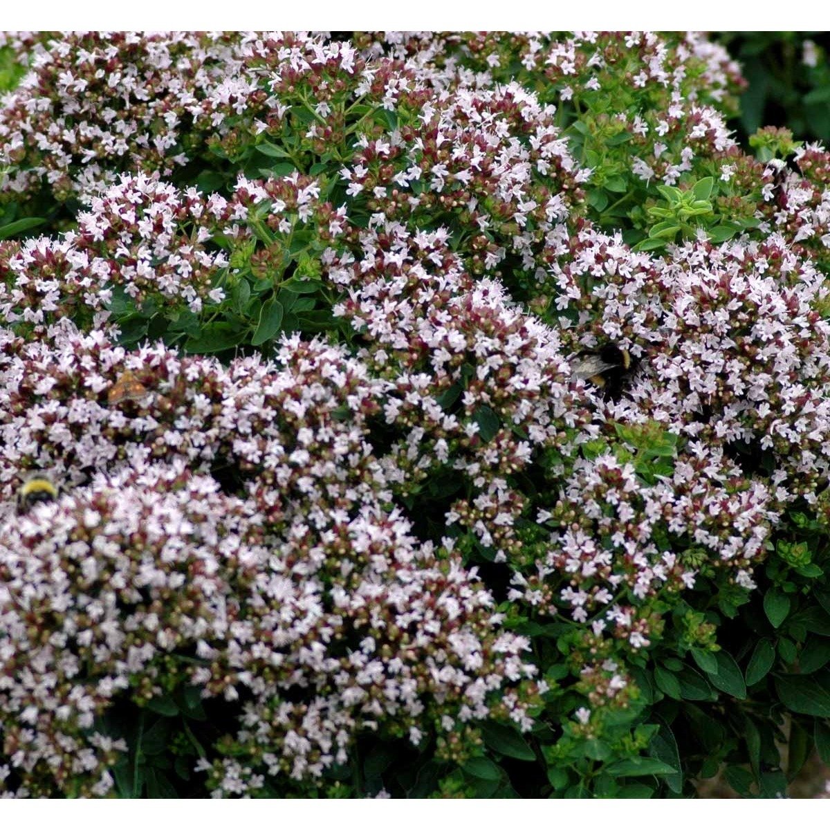 Oregano 'Compactum' - Potte 1 liter