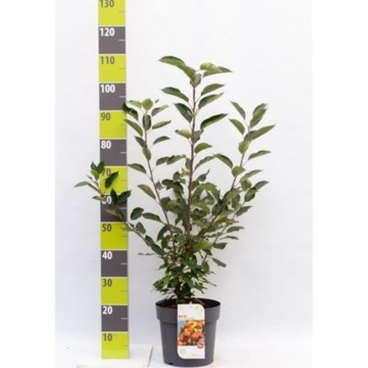 Paradisæble 'Red Sentinel'