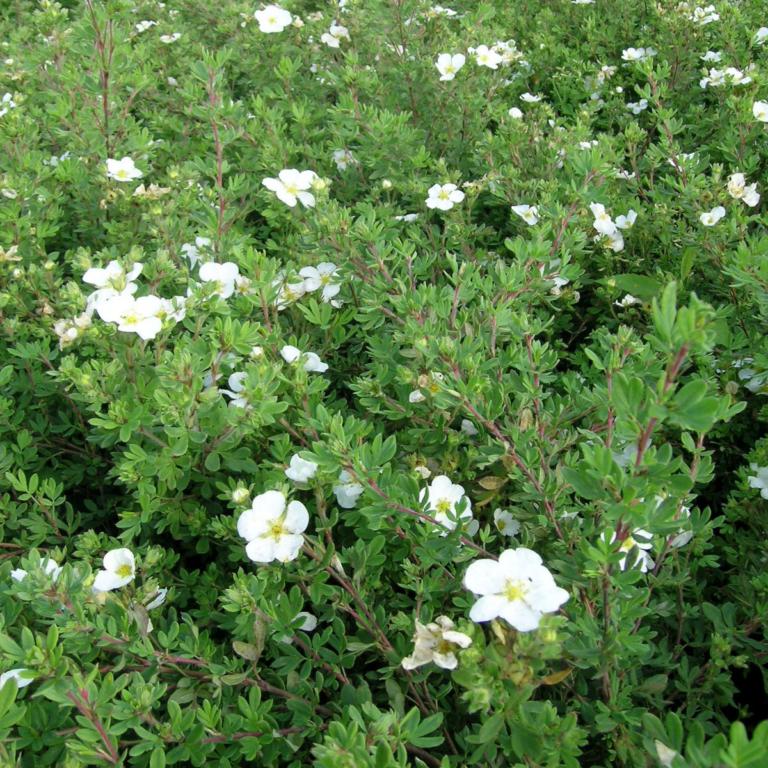 Potentilla 'Abbotswood' - Potte 2,0 liter