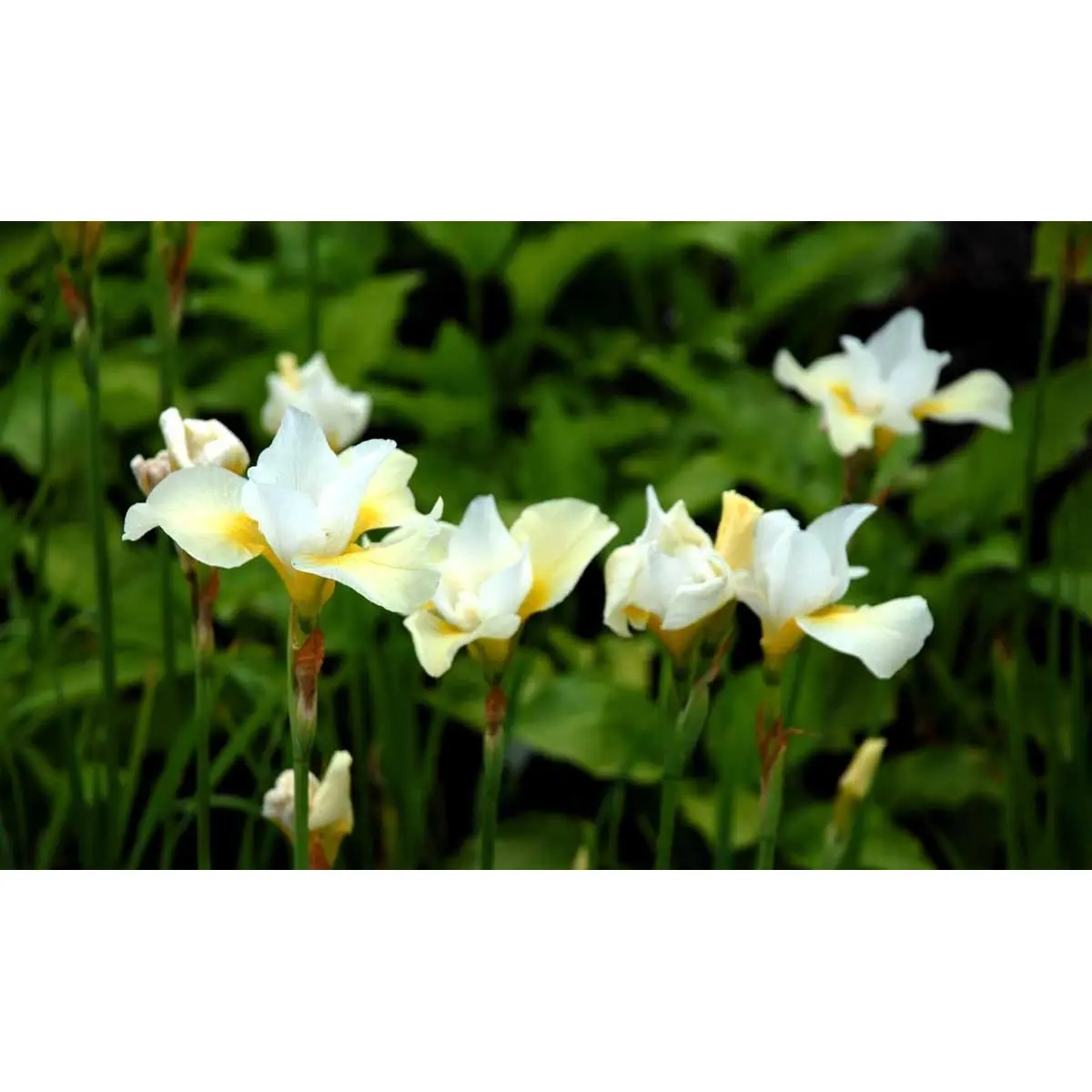 Sibirisk Iris &apos;Snow Queen&apos;