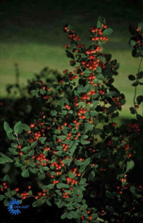 Cotoneaster multiflorus, Dværgmispel multiflorus, Blad / Nåle: Aflange Blad / Nåle farve: Mørkegrønne Blomster str.: Små Blomsterfarve: Hvide Blomstringstid 1: Maj - Juni Bredde: 2 - 3 meter Frugt str.: Små Frugter: Røde Gødning: Mellem Højde: 2 - 4 meter