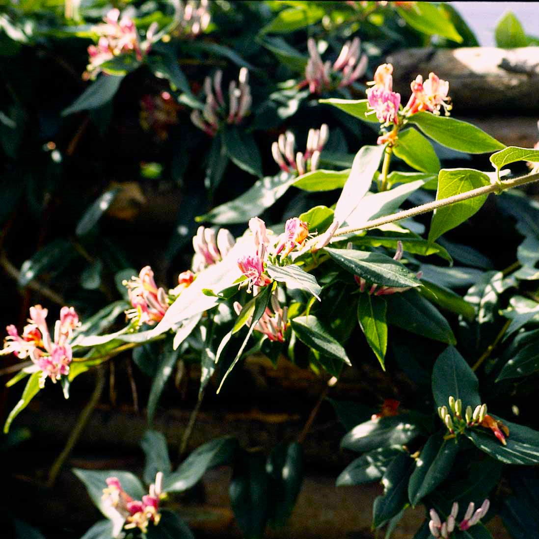 Stedsegrøn Kaprifolie