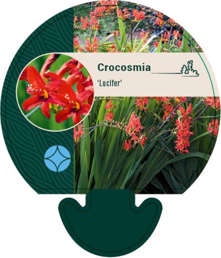 Montbretia - Potte 0,8 Liter
