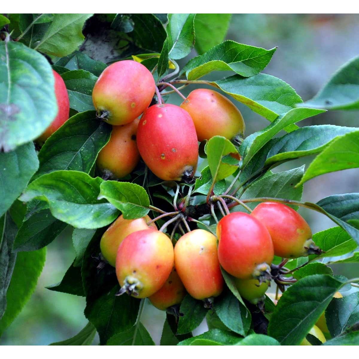 Paradisæble &apos;John Downie&apos;