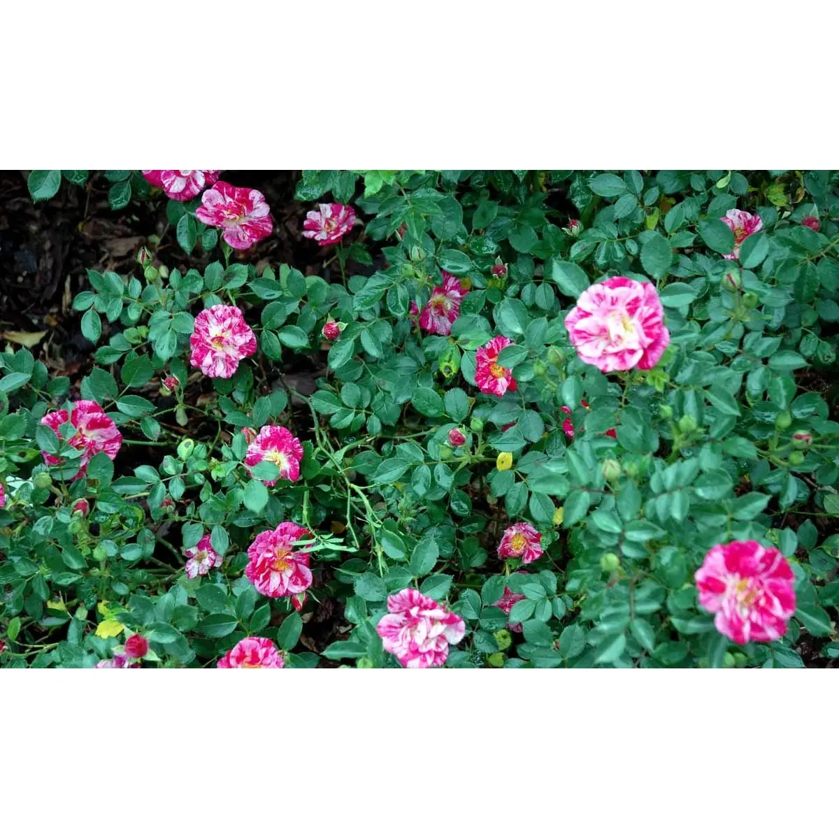 &apos;Candy Cover&apos;®