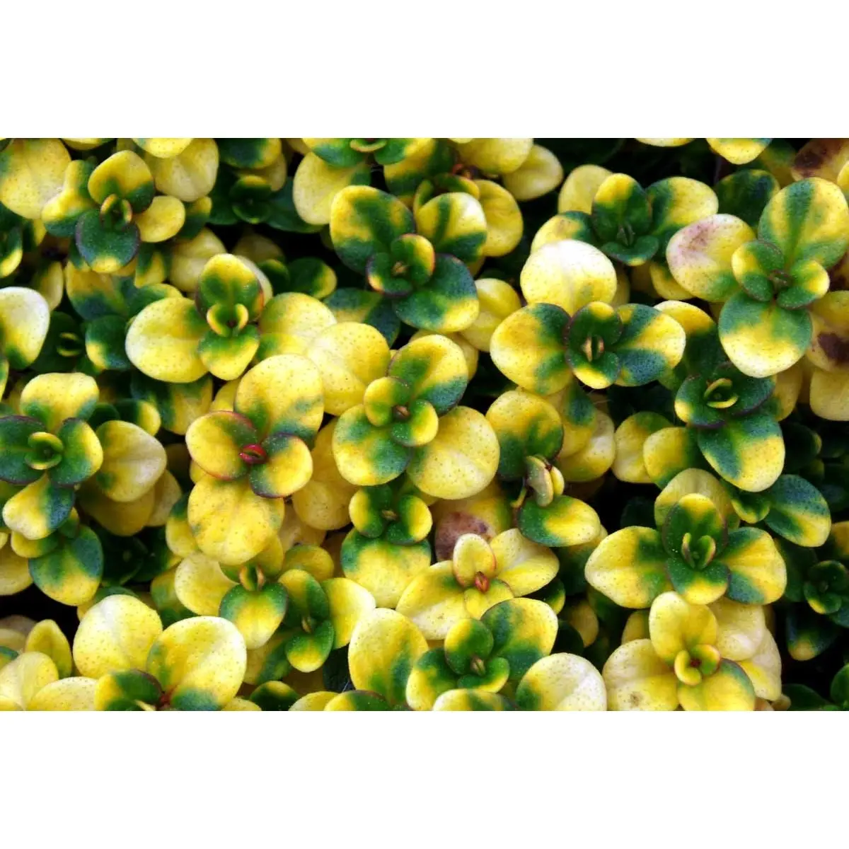 Citron timian 'Doone Valley' - Potte 1 liter