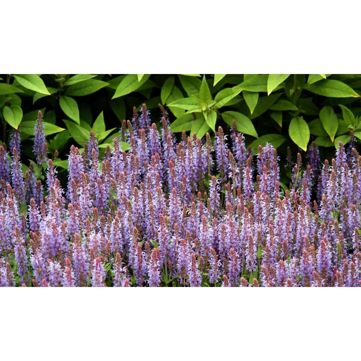 Staude-Salvie 'Blauhügel'