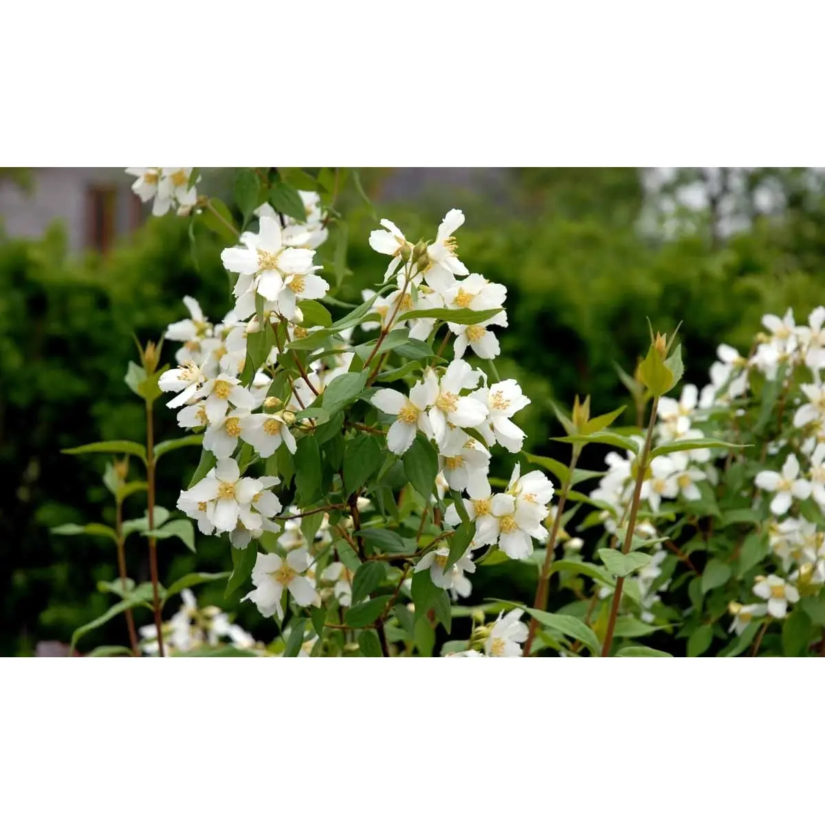 Uægte Jasmin &apos;Erectus&apos;