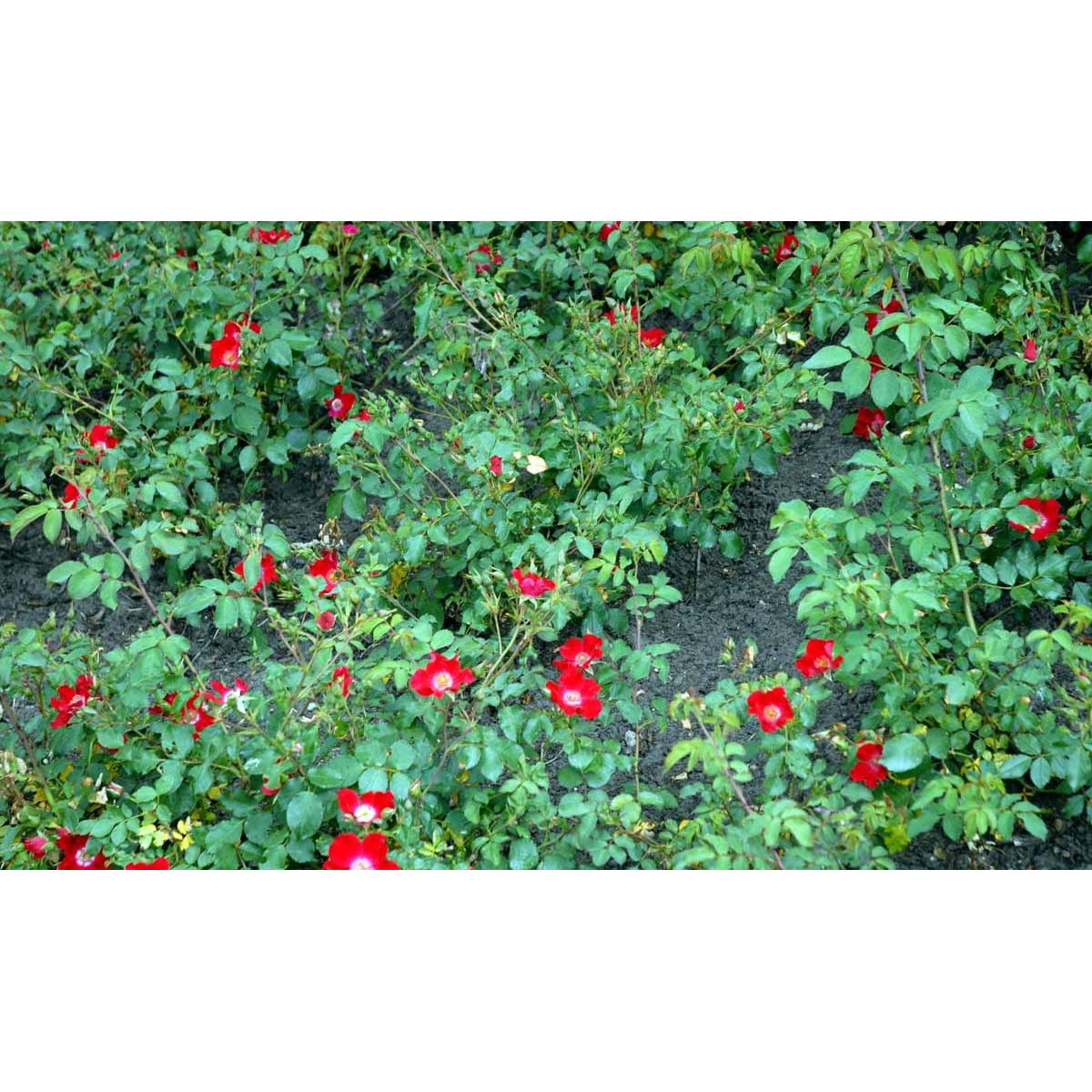 Rynket rose &apos;Rote Max Graf&apos;