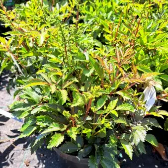 Astilbe - Hvid - Potte 4,0 liter