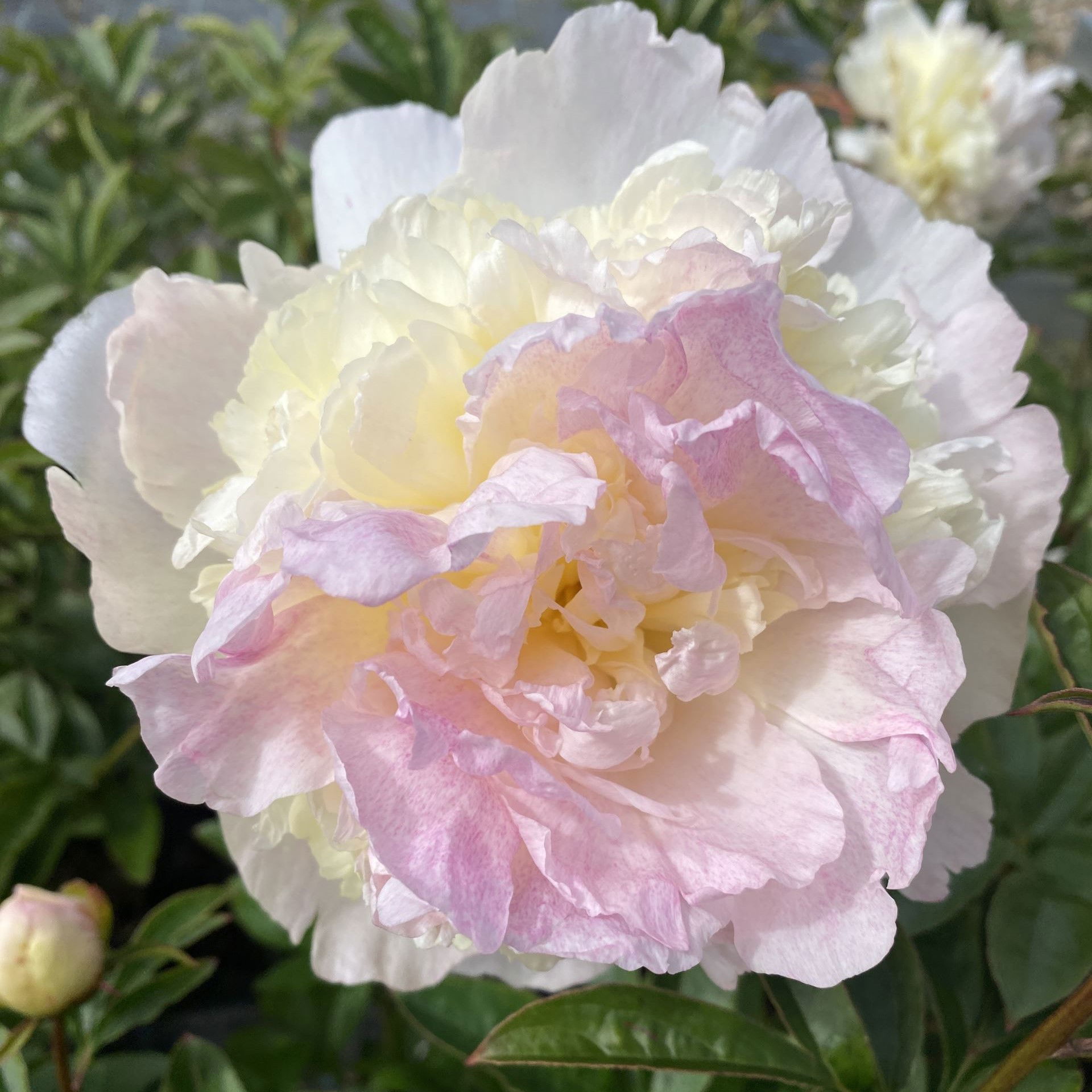Silkepæon 'Raspberry Sundae' - Potte 7,5 liter 60-70 cm.