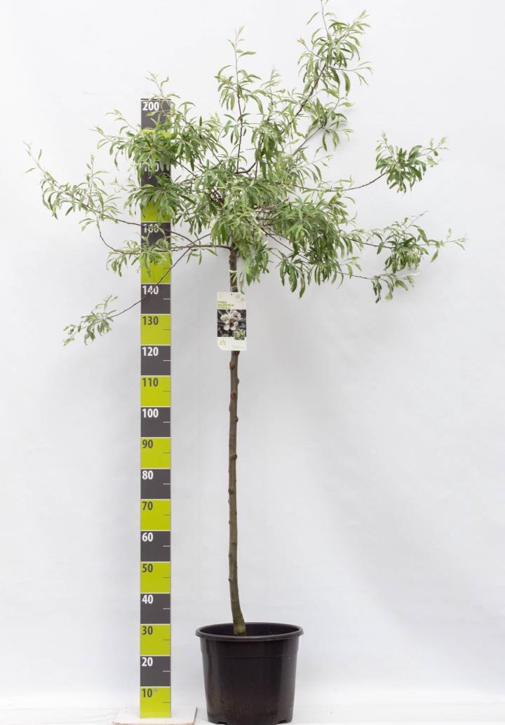 Pilebladet pære - Opstammet 150 cm. Potte 15 liter