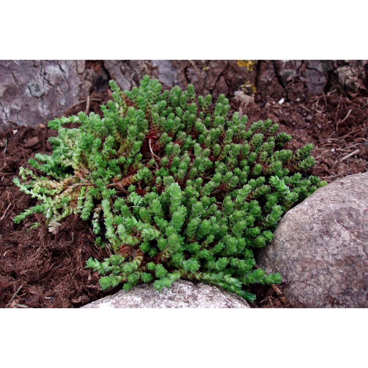 Bidende stenurt - 10 cm. Potte