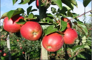 Æble &#39;Rød Belle Boskoop&#39; - Potte 10 liter 150-175 cm.