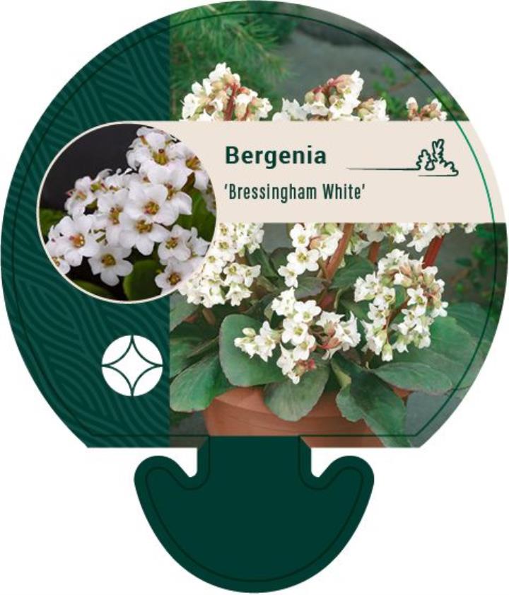 Kæmpestenbræk 'Bressingham White' - Potte 0,8 Liter