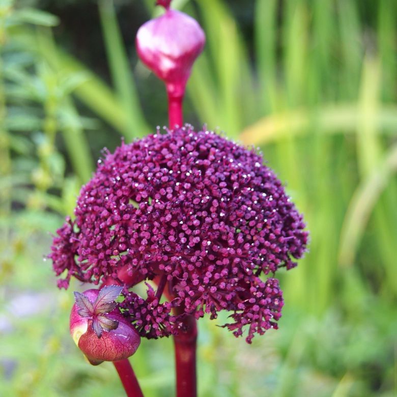 Angelica gigas - Potte 0,8 Liter