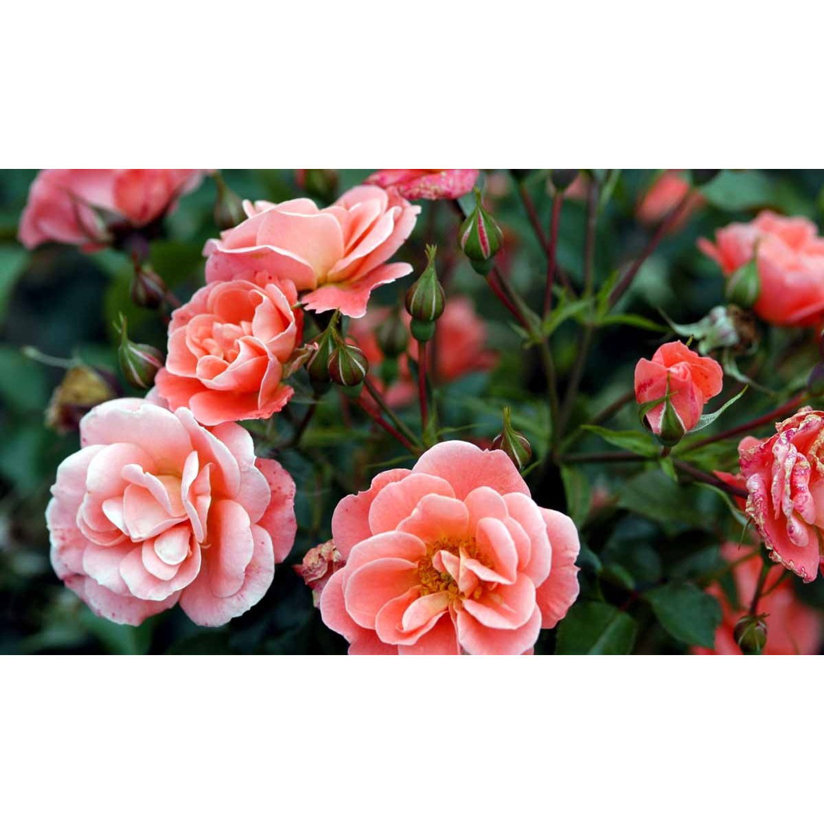 &apos;Fredensborg&apos;™