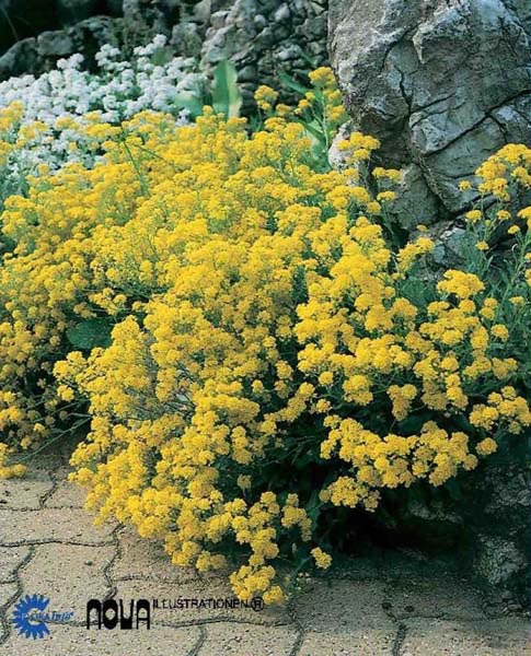 Aurina (Alyssum) saxatile Goldkugel, Guldslør,