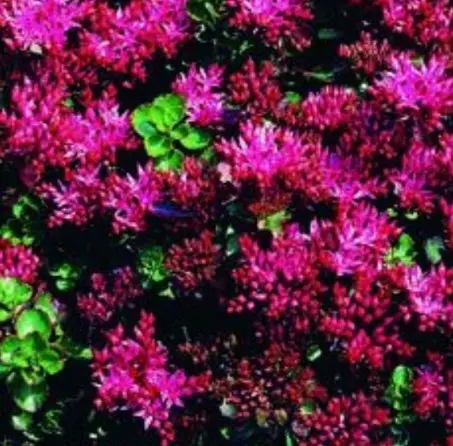 Rød Stenurt 'Summer Glory' - 10 cm. Potte