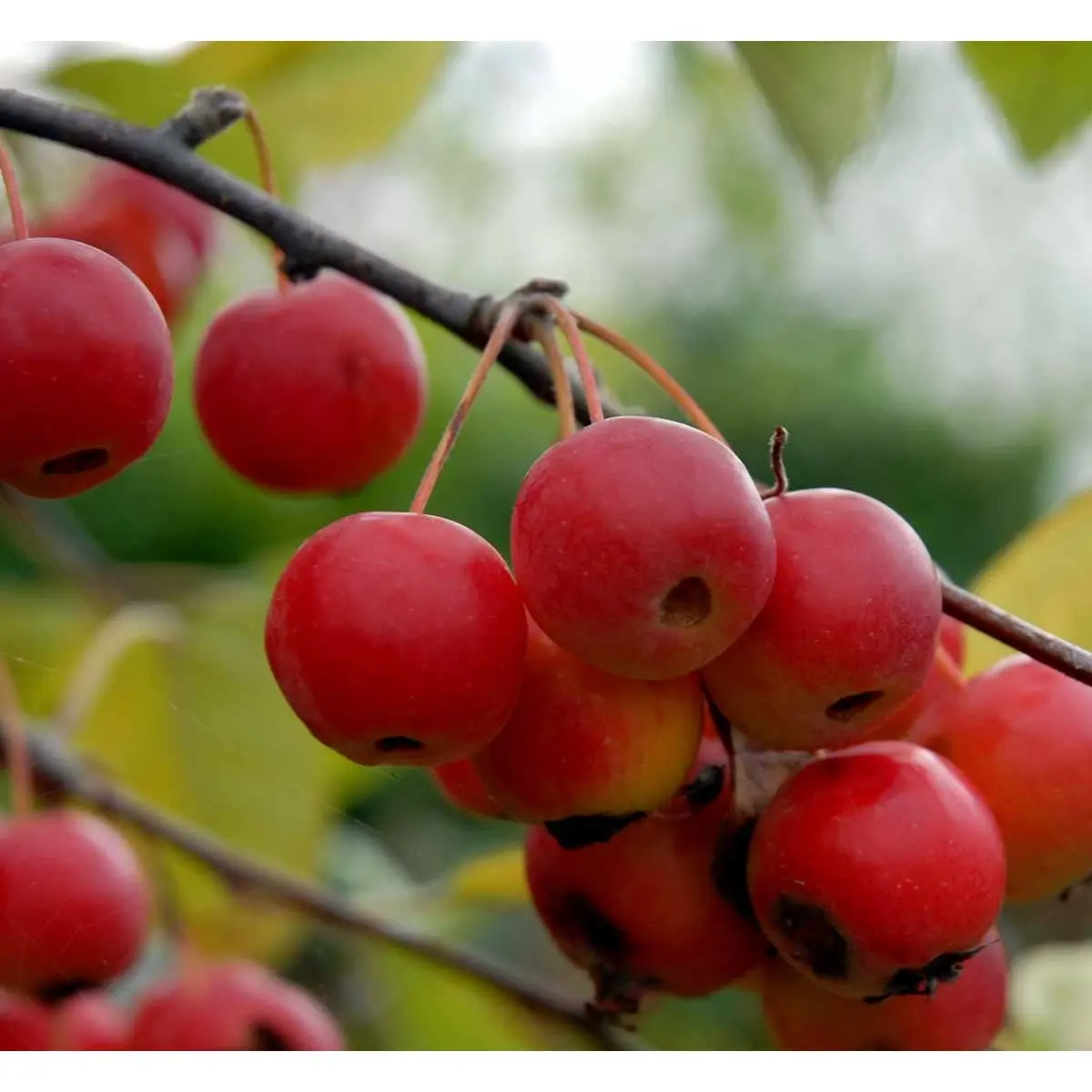 Paradisæble &apos;Gorgeous&apos;