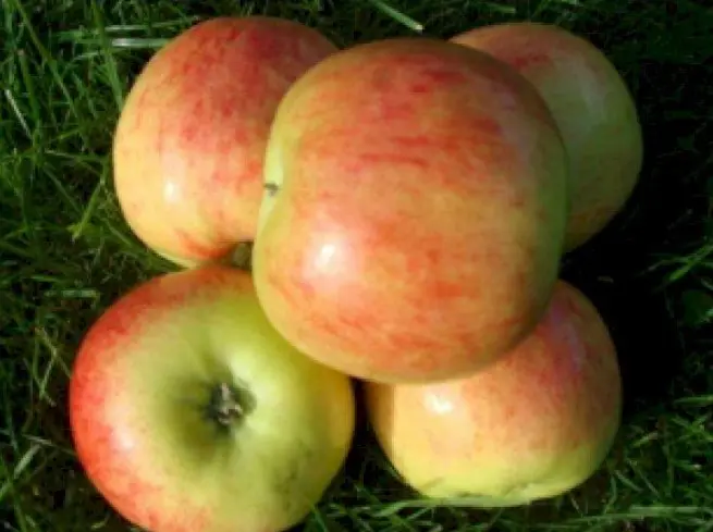 Æble &#39;Nanna&#39; - 4-8 grene, 150-200 cm. Potte 10 liter (A-2)