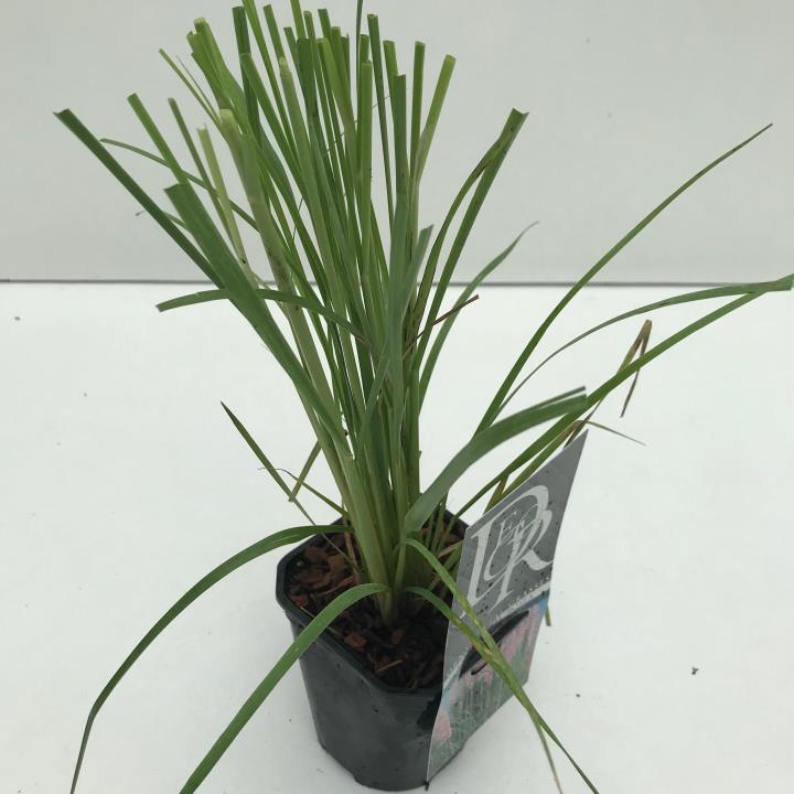 Pampasgræs 'Rosea' - Potte 1,0 liter
