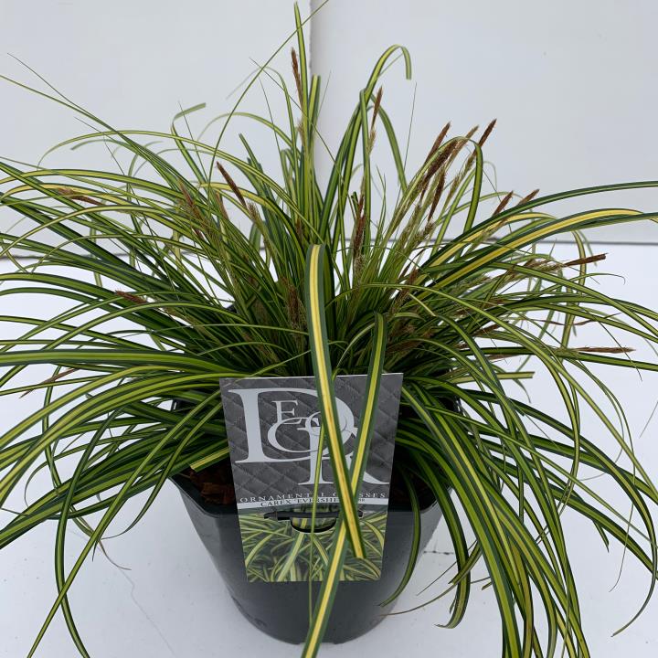 Star 'Eversheen' - Potte 5,0 liter