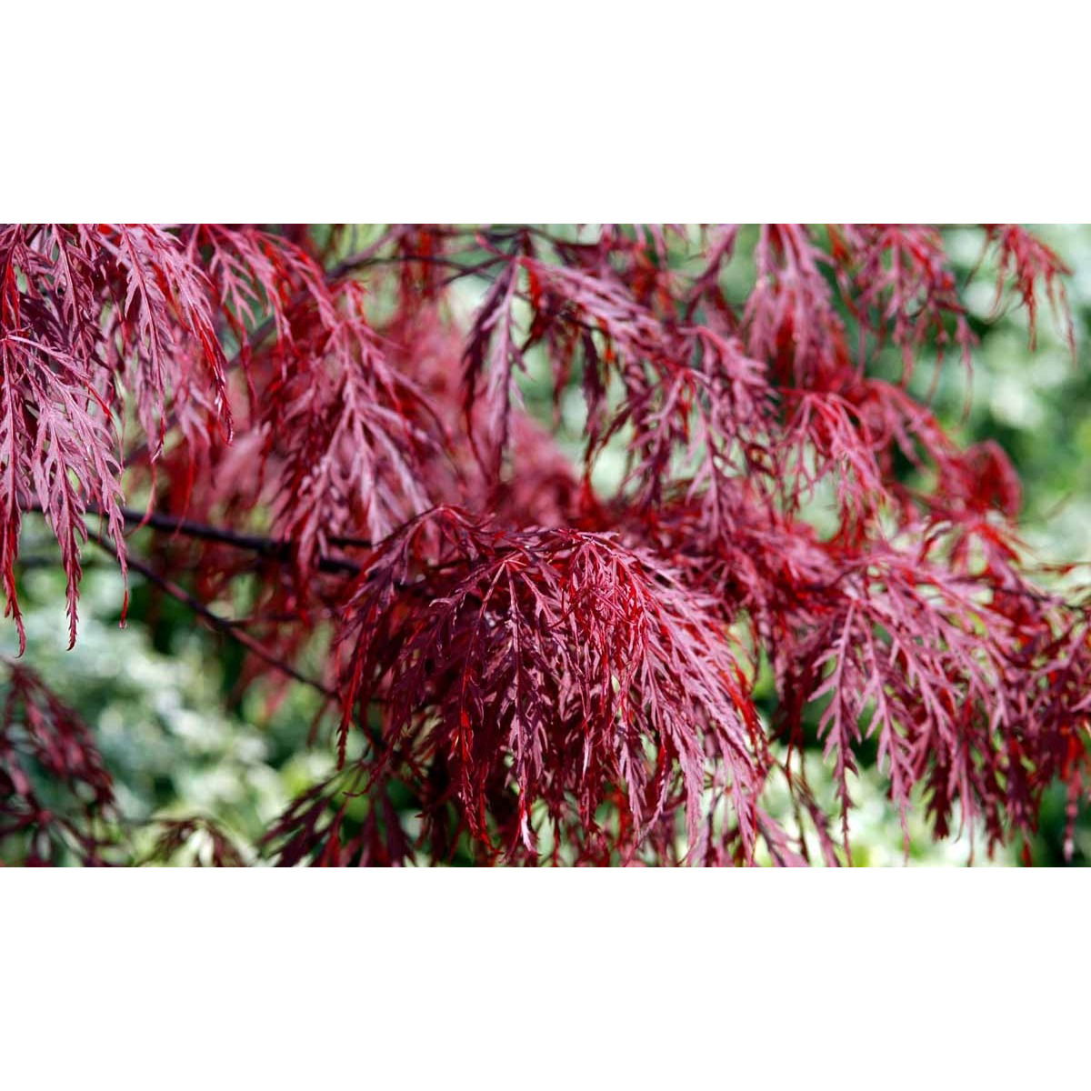 Japansk Dværgahorn &apos;Garnet&apos;