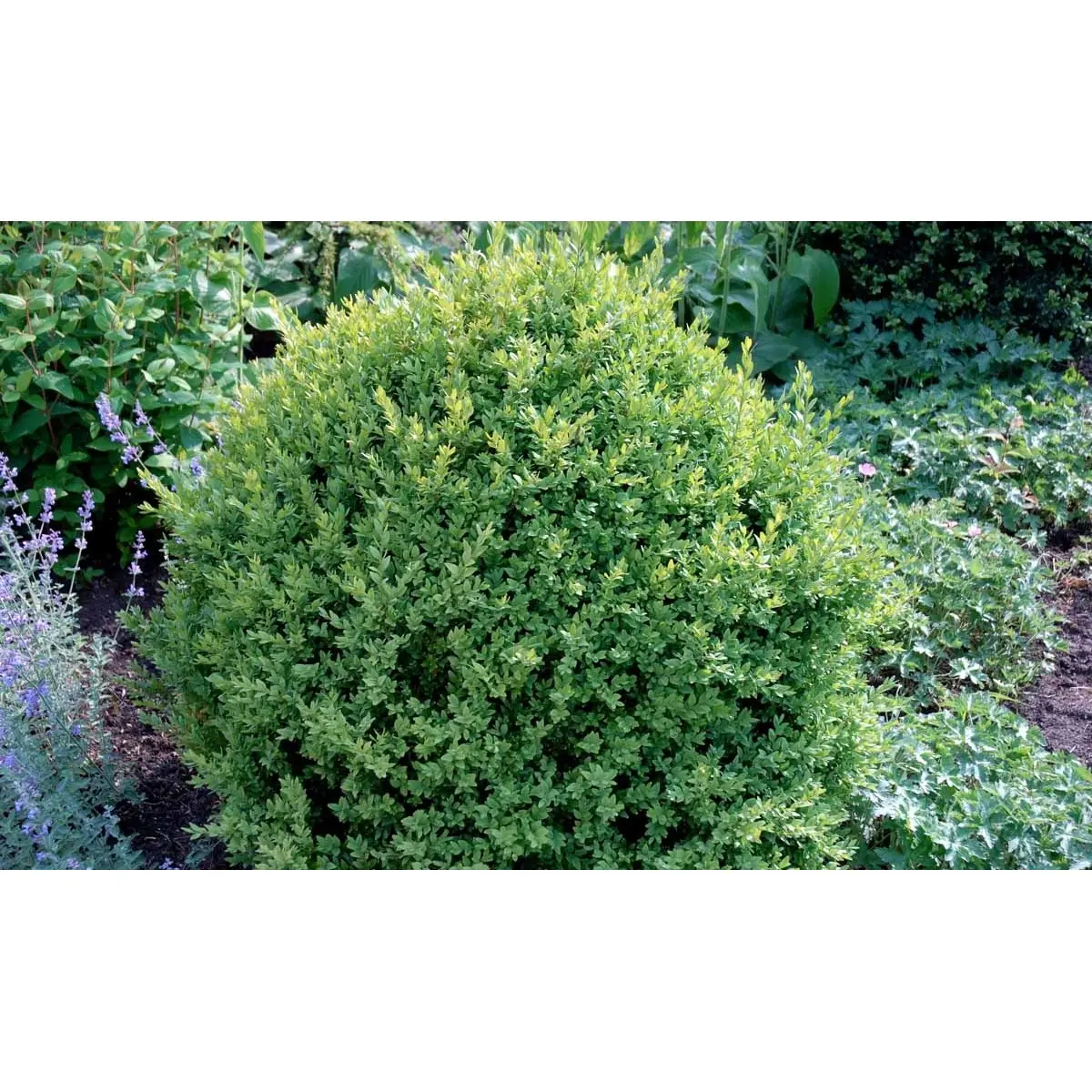 Buxus Sempervirens Var. Arborescens