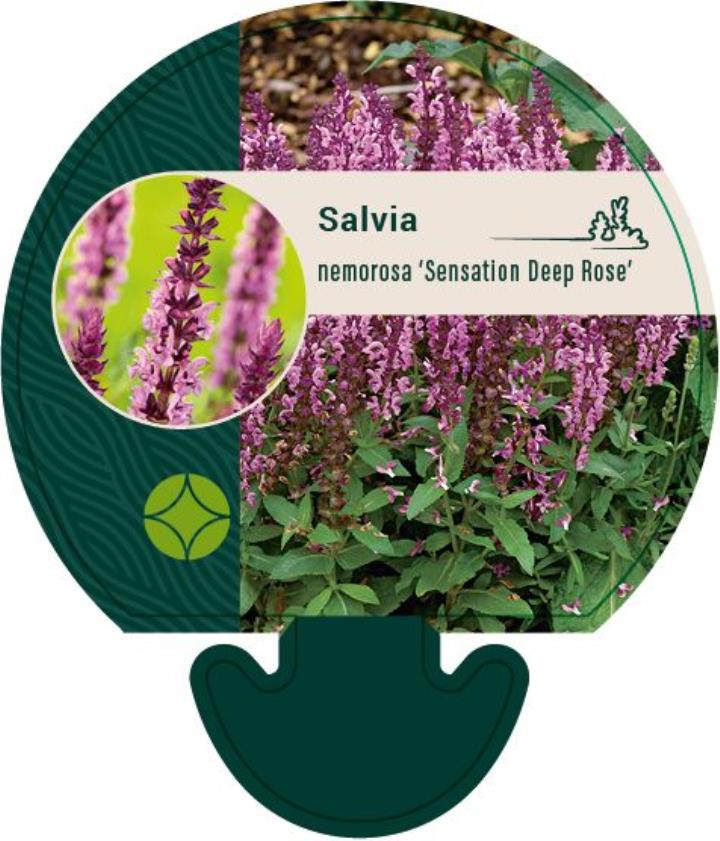 Staude-Salvie 'Deep Rose' - Potte 0,8 Liter