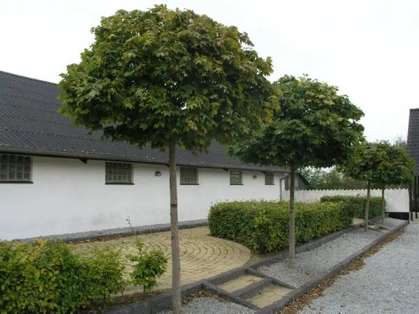 Acer platanoides Globosum, Kugleløn / Kugleahorn, Barkfarve / Grene: Grålig Blad / Nåle: Lappede Blad / Nåle farve: Grønne Blomster str.: Små Blomsterfarve: Grønne Blomstringstid 1: Maj Bredde: 5 - 10 meter Efterårsløv: Gult Frugt str.: Små Frugter: Brune