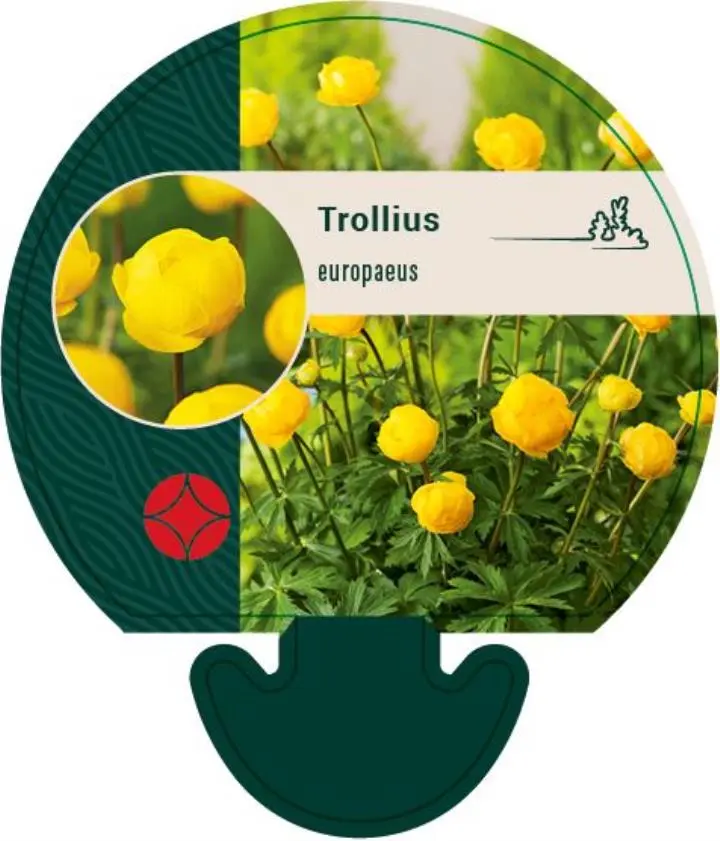 Engblomme - Potte 0,8 Liter