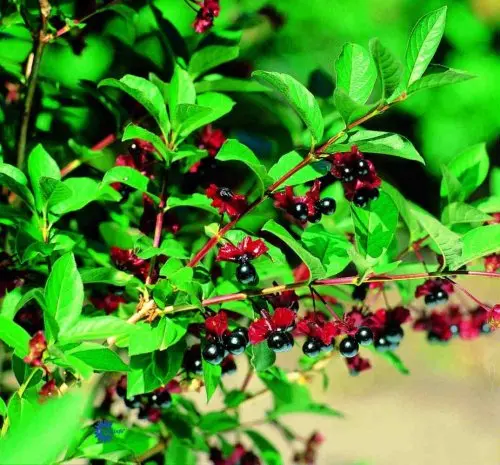 Lonicera lederbourii, Gedeblad, 4 m høj og bred opret tæt busk, rørformede slanke gule blomster, sort glinsende bær juni - august sol - skygge gruppe, underplantning, hegn og vildtplantnigner, robust, fordringløs