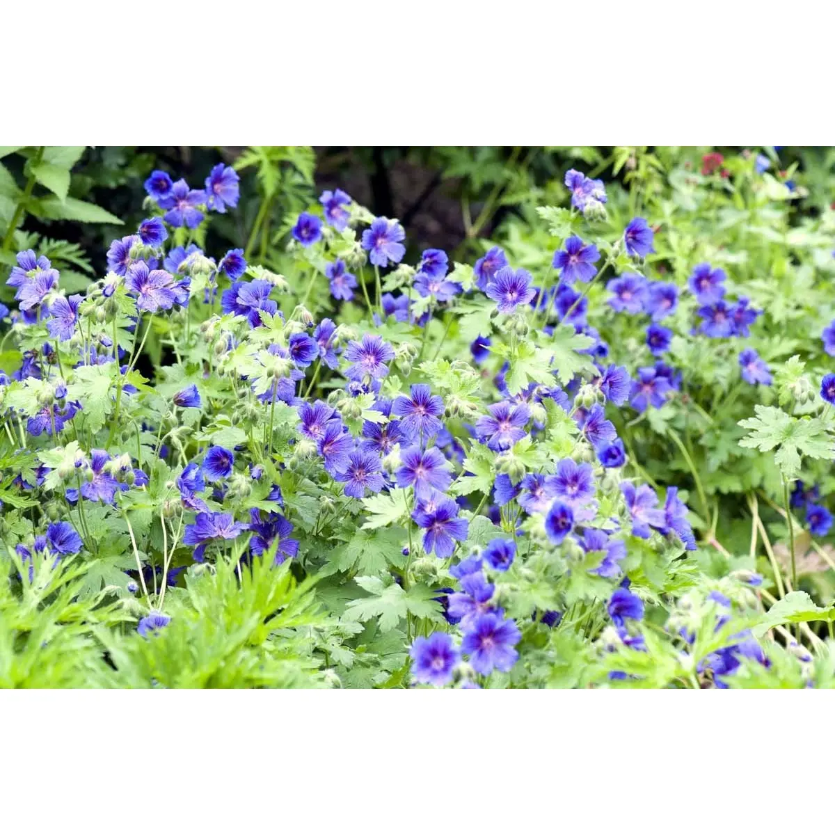 Skov Storkenæb &apos;Mayflower&apos;